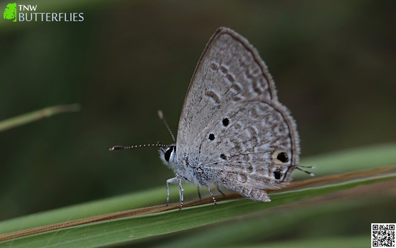 Plains Cupid